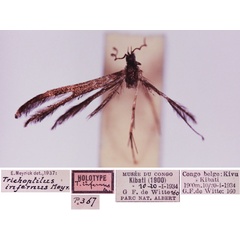 /filer/webapps/moths/media/images/I/infernus_Trichoptilus_HT_RMCA.jpg