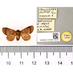 /filer/webapps/moths/media/images/D/deleter_Trogocrada_PTF_BMNH.jpg