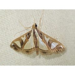/filer/webapps/moths/media/images/B/boseae_Glyphodes_A_Bippus_01.jpg
