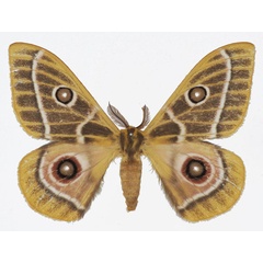 /filer/webapps/moths/media/images/Z/zaddachii_Bunaeopsis_AM_Basquin.jpg