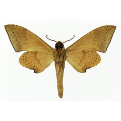 /filer/webapps/moths/media/images/H/herbuloti_Polyptychus_AM_Basquin_01b.jpg