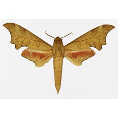 /filer/webapps/moths/media/images/I/illustris_Phylloxiphia_AM_Basquin_03a.jpg