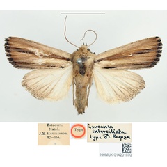 /filer/webapps/moths/media/images/I/interciliata_Leucania_HT_BMNH.jpg