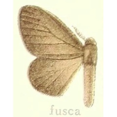 /filer/webapps/moths/media/images/F/fusca_Stilpnotia_STM_Hering_20a.jpg