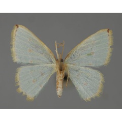/filer/webapps/moths/media/images/R/rufostellata_Comostolopsis_A_ZSM_02.jpg