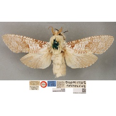 /filer/webapps/moths/media/images/C/castaneus_Duomitus_LT_BMNH.jpg