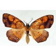 /filer/webapps/moths/media/images/M/maculata_Oaracta_AF_TMSA.jpg