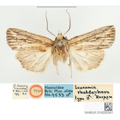/filer/webapps/moths/media/images/R/rhabdophora_Leucania_STM_BMNH_01.jpg