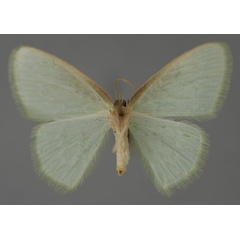 /filer/webapps/moths/media/images/F/fluorita_Comostolopsis_A_ZSM_02.jpg
