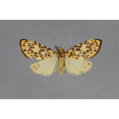 /filer/webapps/moths/media/images/C/craigii_Asura_A_BMNH.jpg