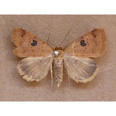 /filer/webapps/moths/media/images/R/resistens_Plecoptera_A_Butler.jpg