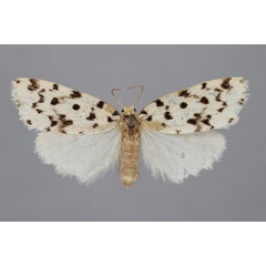 /filer/webapps/moths/media/images/A/atriguttata_Siccia_PLT_BMNH.jpg