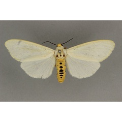 /filer/webapps/moths/media/images/F/flaviceps_Estigmene_AF_BMNH.jpg