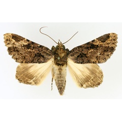 /filer/webapps/moths/media/images/A/angulata_Pseudogiria_AM_TMSA_01.jpg