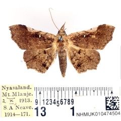 /filer/webapps/moths/media/images/R/reuteri_Mepantadrea_AM_BMNH.jpg