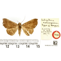 /filer/webapps/moths/media/images/E/eucampima_Libystica_HT_BMNH.jpg