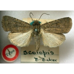 /filer/webapps/moths/media/images/S/scotopis_Elydna_HT_BMNH.jpg