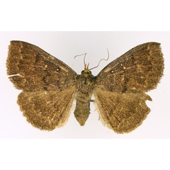 /filer/webapps/moths/media/images/X/xanthognatha_Calesia_AF_TMSA_02.jpg