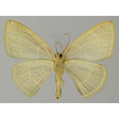 /filer/webapps/moths/media/images/N/neurina_Chrysocraspeda_AF_ZSMb.jpg