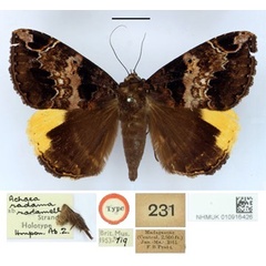 /filer/webapps/moths/media/images/R/radamella_Achaea_HT_BMNH.jpg