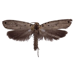 /filer/webapps/moths/media/images/Z/zambesica_Yponomeuta_PT_TMSA.jpg
