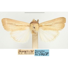 /filer/webapps/moths/media/images/P/prominens_Mythimna_AM_BMNH.jpg