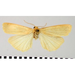 /filer/webapps/moths/media/images/V/verulama_Eubaphilema_AM_BMNH.jpg