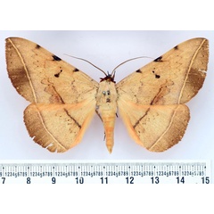 /filer/webapps/moths/media/images/R/rufescens_Hypopyra_AM_BMNH.jpg