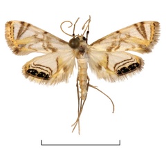 /filer/webapps/moths/media/images/L/leucostola_Eoophila_LT_BMNH.jpg
