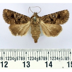 /filer/webapps/moths/media/images/I/inferior_Tycomarptes_AF_BMNH.jpg