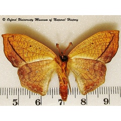 /filer/webapps/moths/media/images/N/natalensis_Negera_A_OUMNHb_01.jpg
