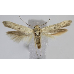 /filer/webapps/moths/media/images/F/fissurella_Scythris_A_Bengtsson.jpg