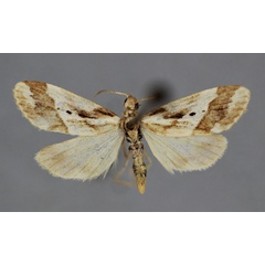 /filer/webapps/moths/media/images/F/fletcheri_Philenora_HT_BMNH.jpg