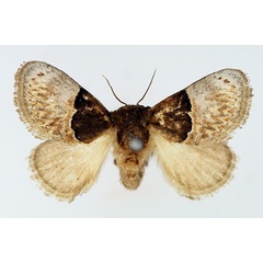 /filer/webapps/moths/media/images/F/flaccidia_Afrobirthama_AF_TMSA.jpg