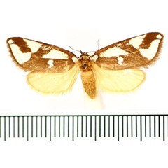 /filer/webapps/moths/media/images/O/ornata_Crothaema_AF_BMNH.jpg