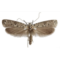 /filer/webapps/moths/media/images/M/morbillosus_Yponomeuta_AM_TMSA.jpg