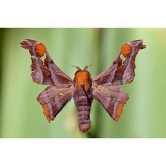 /filer/webapps/moths/media/images/R/rhodesiensis_Holocerina_A_Butler.jpg
