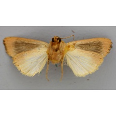 /filer/webapps/moths/media/images/P/phoenicraspis_Lepidodelta_A_RMCA_02.jpg