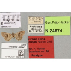 /filer/webapps/moths/media/images/S/stenocampta_Ozarba_PTF_BMNH_03a.jpg