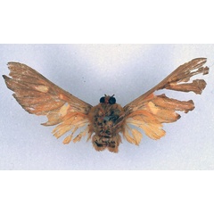 /filer/webapps/moths/media/images/F/flavimacula_Balacra_HT_BMNH_02.jpg