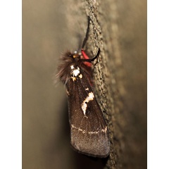 /filer/webapps/moths/media/images/M/modesta_Morasa_AF_Voaden_01.jpg