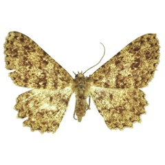 /filer/webapps/moths/media/images/D/deportata_Afroracotis_AF_BMNH.jpg
