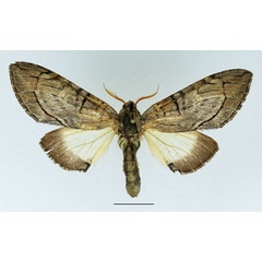 /filer/webapps/moths/media/images/D/dasychirina_Afroplitis_AM_Basquin_02.jpg