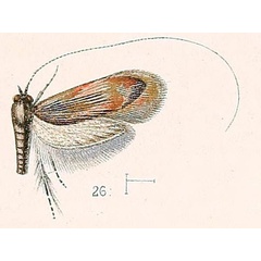 /filer/webapps/moths/media/images/H/humilis_Nemotois_HT_Walsingham_1891_4-26.jpg