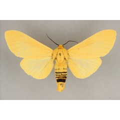 /filer/webapps/moths/media/images/H/hercules_Spilosoma_A_BMNH.jpg