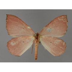 /filer/webapps/moths/media/images/B/bicolor_Lasiochlora_A_ZSM_02.jpg