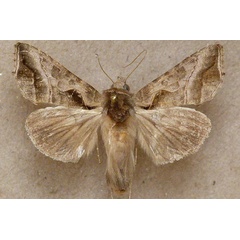 /filer/webapps/moths/media/images/F/fracta_Ctenoplusia_A_Butler.jpg
