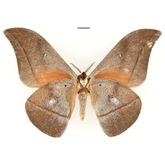 /filer/webapps/moths/media/images/V/vingerhoedti_Lobobunaea_HT_RBINSb.jpg