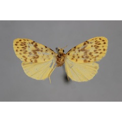 /filer/webapps/moths/media/images/F/fulvia_Afrasura_HT_BMNH.jpg