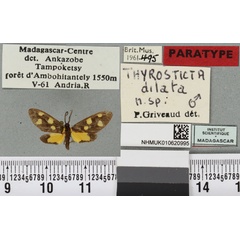 /filer/webapps/moths/media/images/D/dilata_Thyrosticta_PTM_BMNHa.jpg